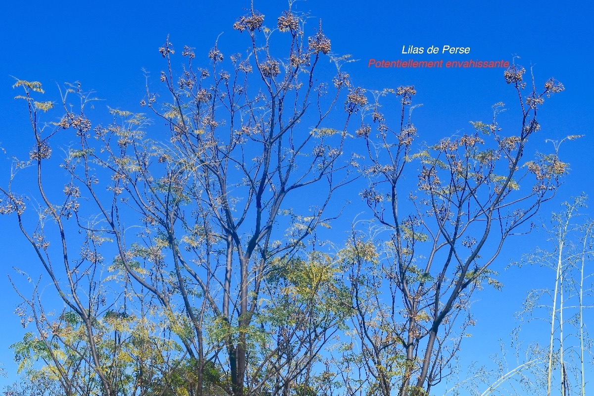 Melia azedarach Lilas de Perse Meliaceae Pot envahissante 9435.jpeg