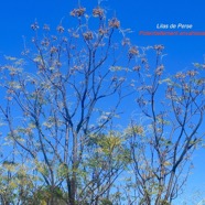Melia azedarach Lilas de Perse Meliaceae Pot envahissante 9435.jpeg