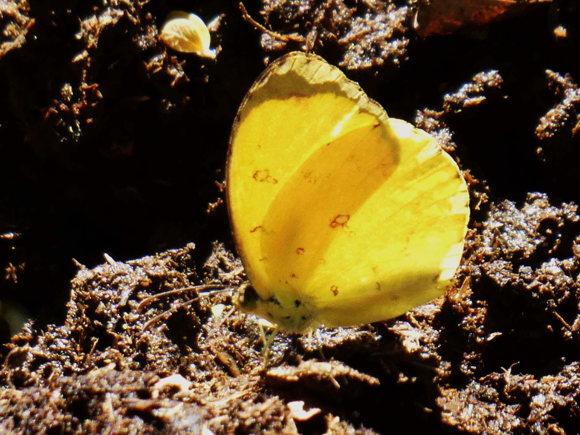 Eurema floricola ceres sur bouse de vache (2).JPG