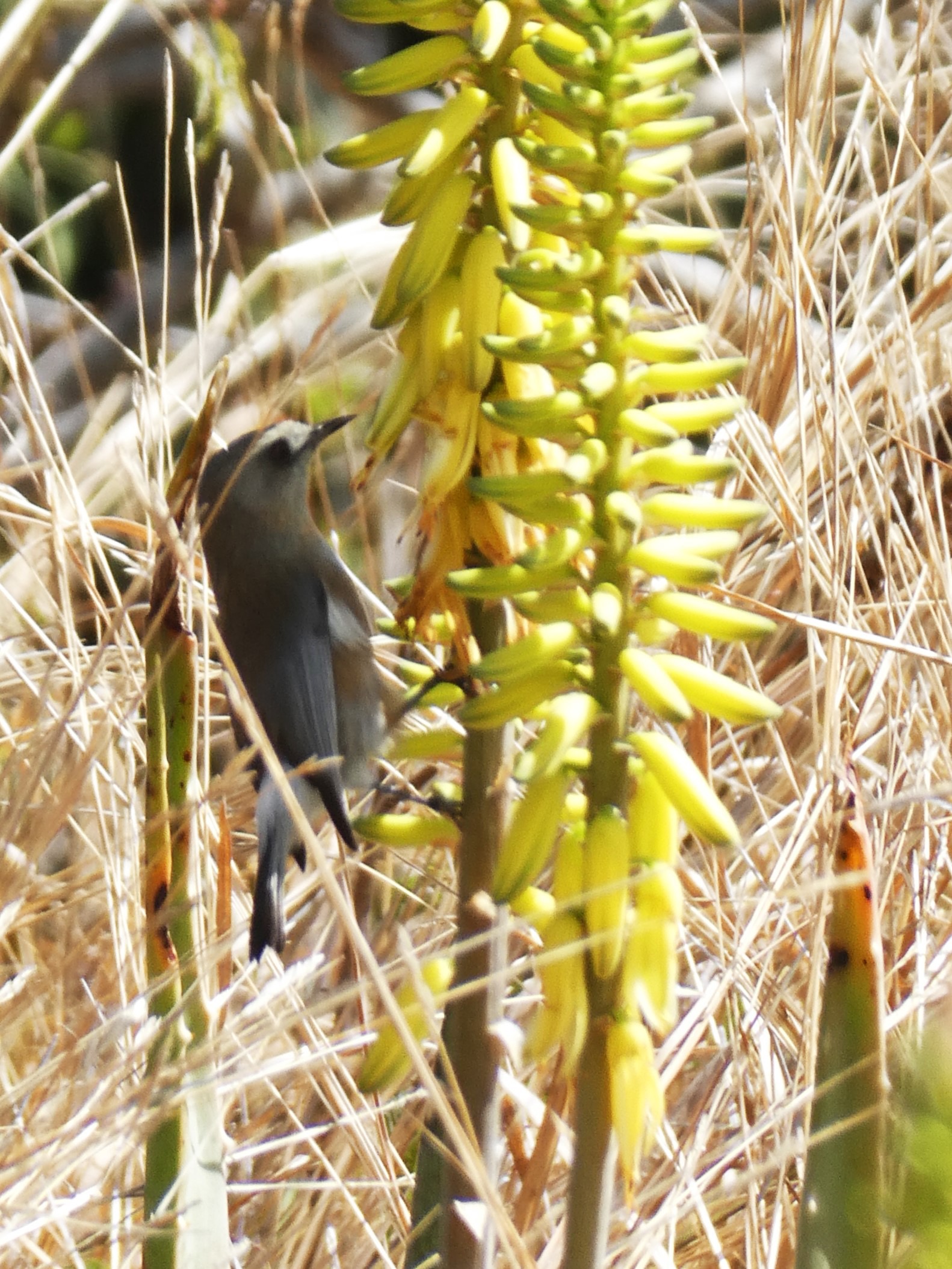 oiseau blanc butinant un aloes exotique.JPG