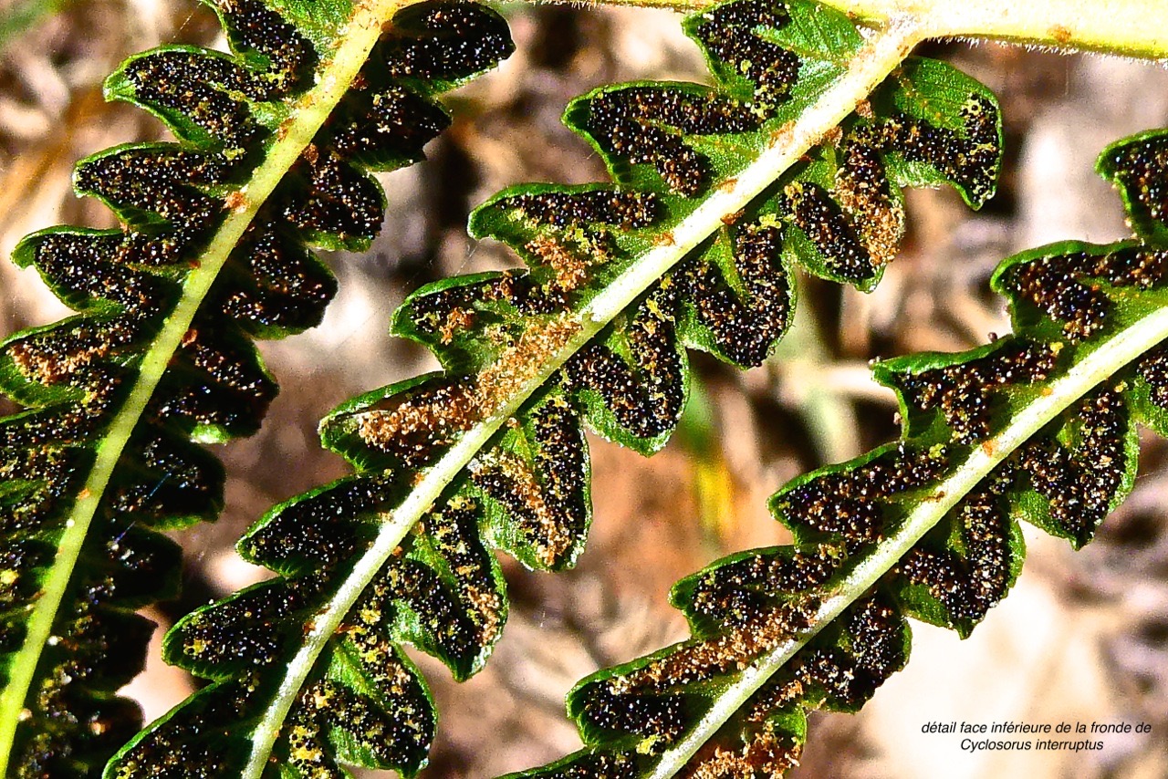 Cyclosorus interruptus .( spores sur face inférieure de la fronde ).thelypteridaceae.fougère indigène Réunion . P1022797