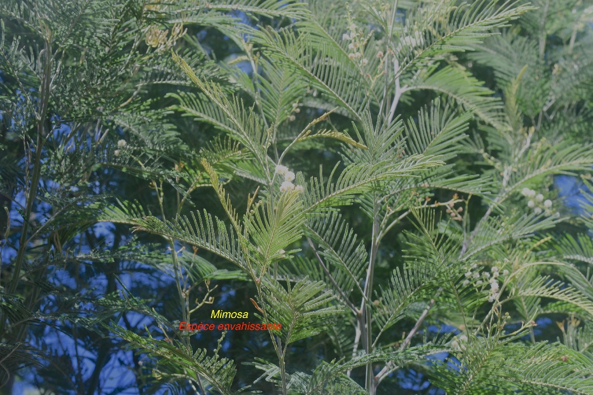 Acacia mearnsii Mimosa Fabaceae E E 536.jpeg