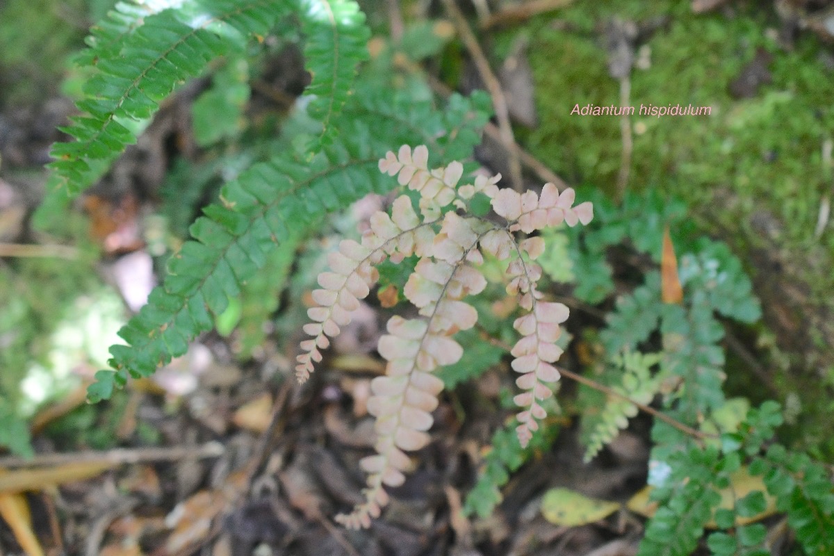 Adiantum hispidulum Pteridaceae Indigène La Réunion 505.jpeg