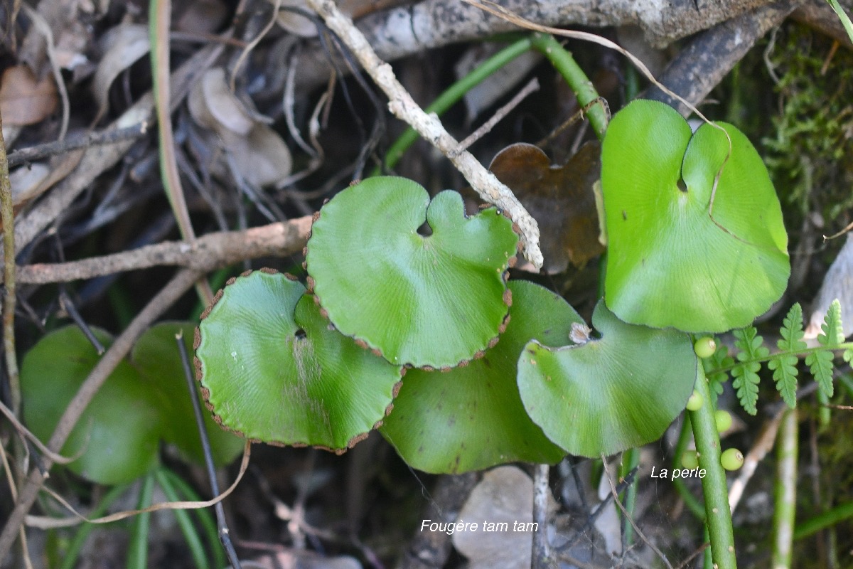 Adiantum reniforme Fougère tam tam Pteridaceae Endémique La Réunion ,Maurice 552.jpeg