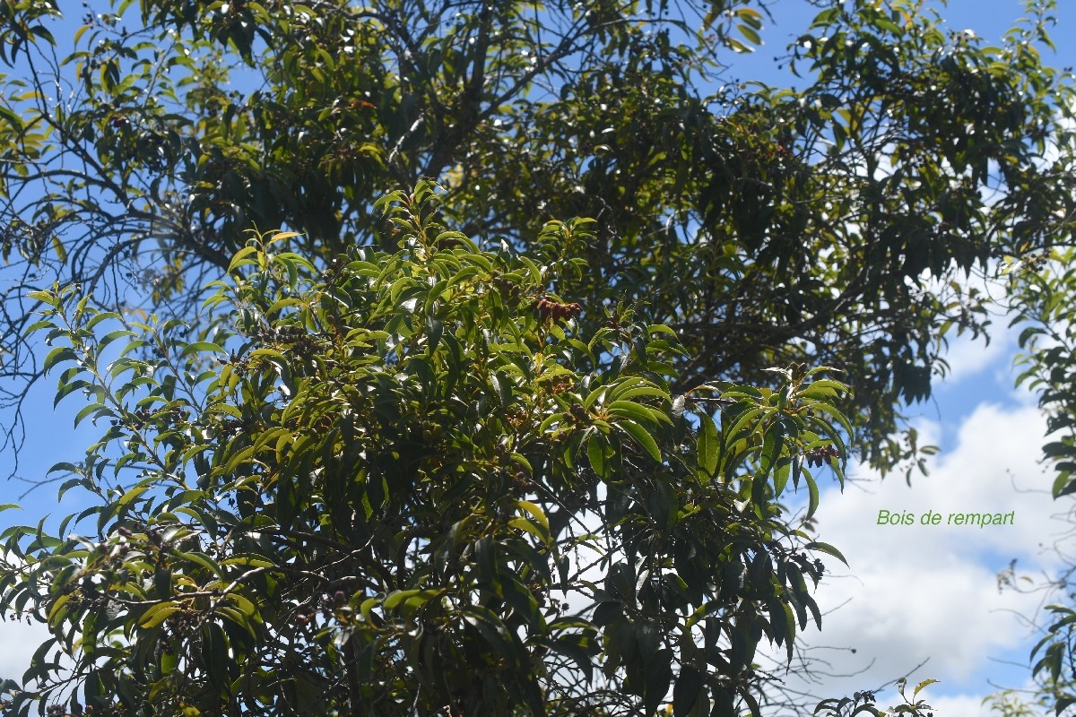 Agarista salicifolia Bois de rempart Ericaceae Indigène La Réunion 528.jpeg