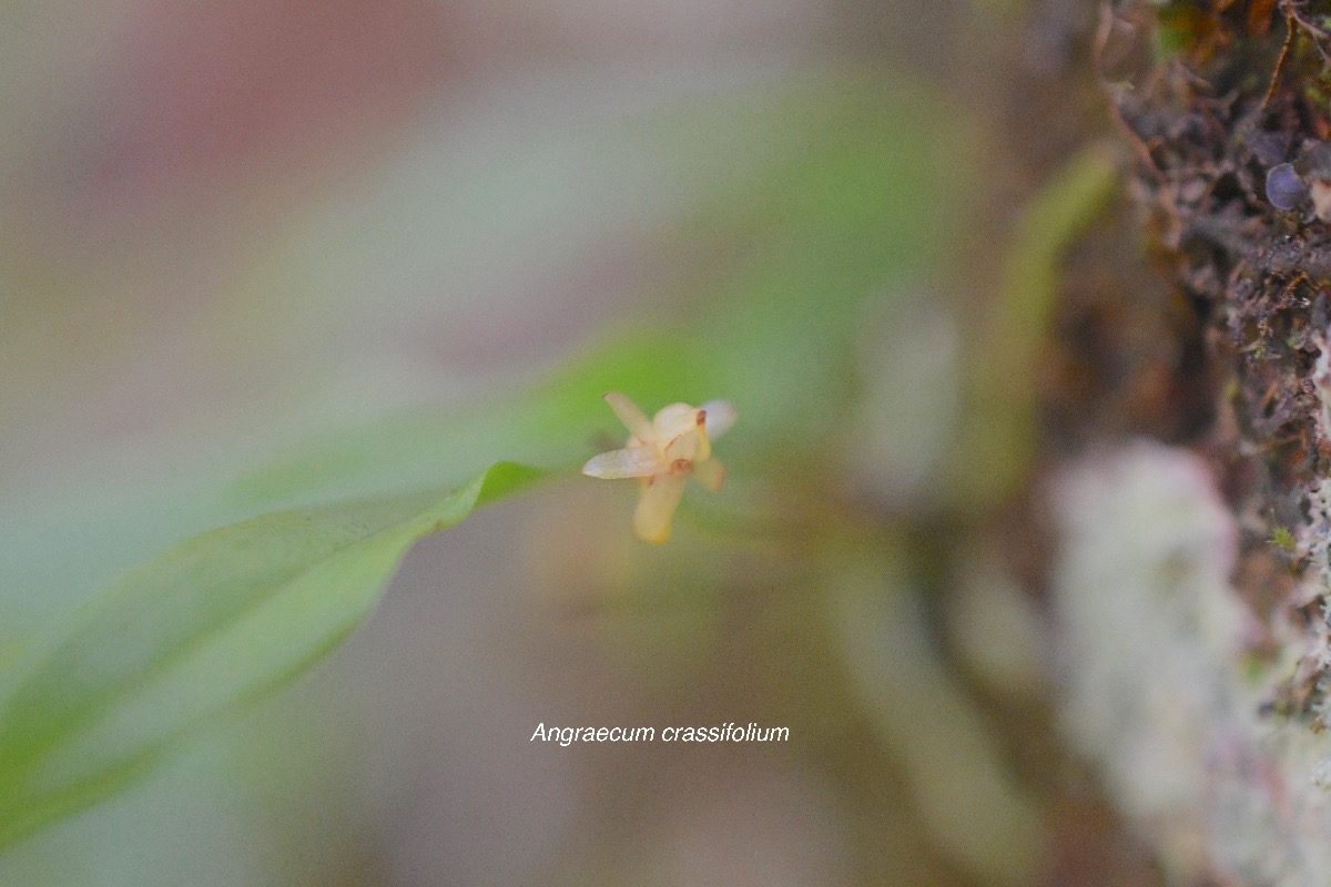 Angraecum crassifolium Orchidaceae Endémique La Réunion 513.jpeg