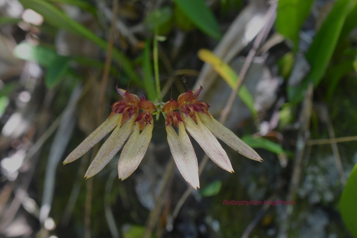 Bulbophyllum longiflorum Orchidac eae Indigène La Réunion 584.jpeg