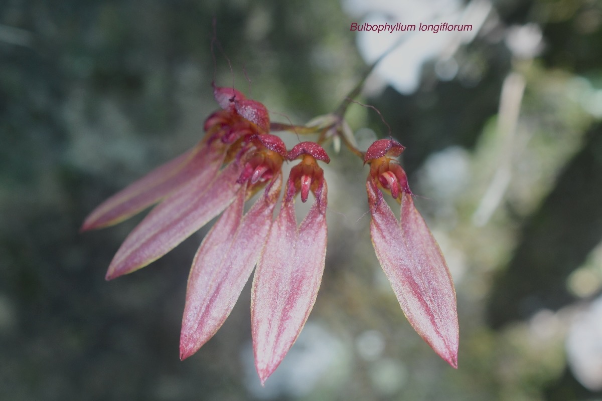 Bulbophyllum longiflorum Orchidac eae Indigène La Réunion 601.jpeg