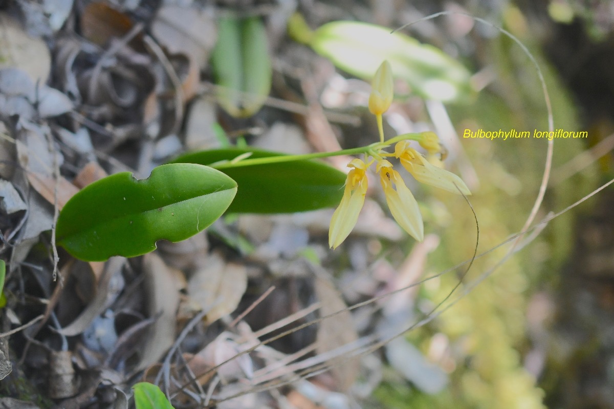 Bulbophyllum longiflorum Orchidaceae Indigène La Réunion 546-1.jpeg