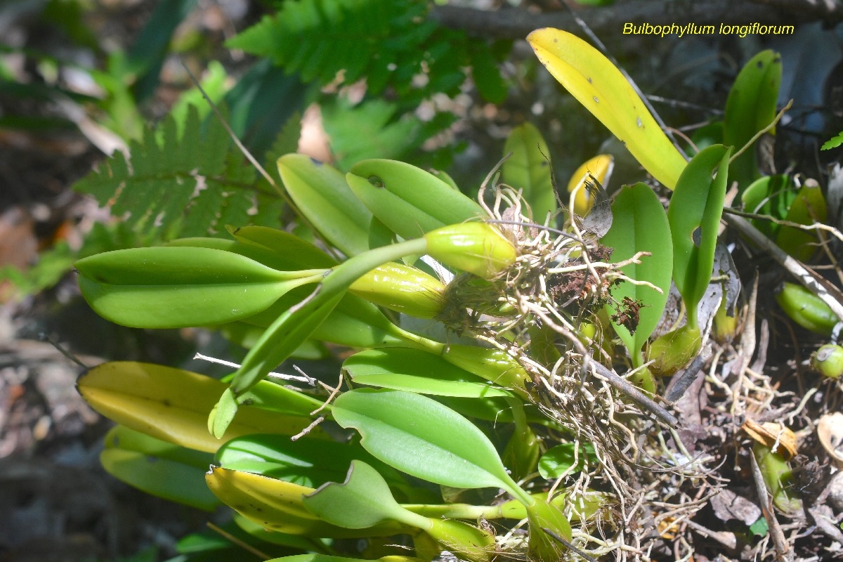 Bulbophyllum longiflorum Orchidaceae Indigène La Réunion 564.jpeg