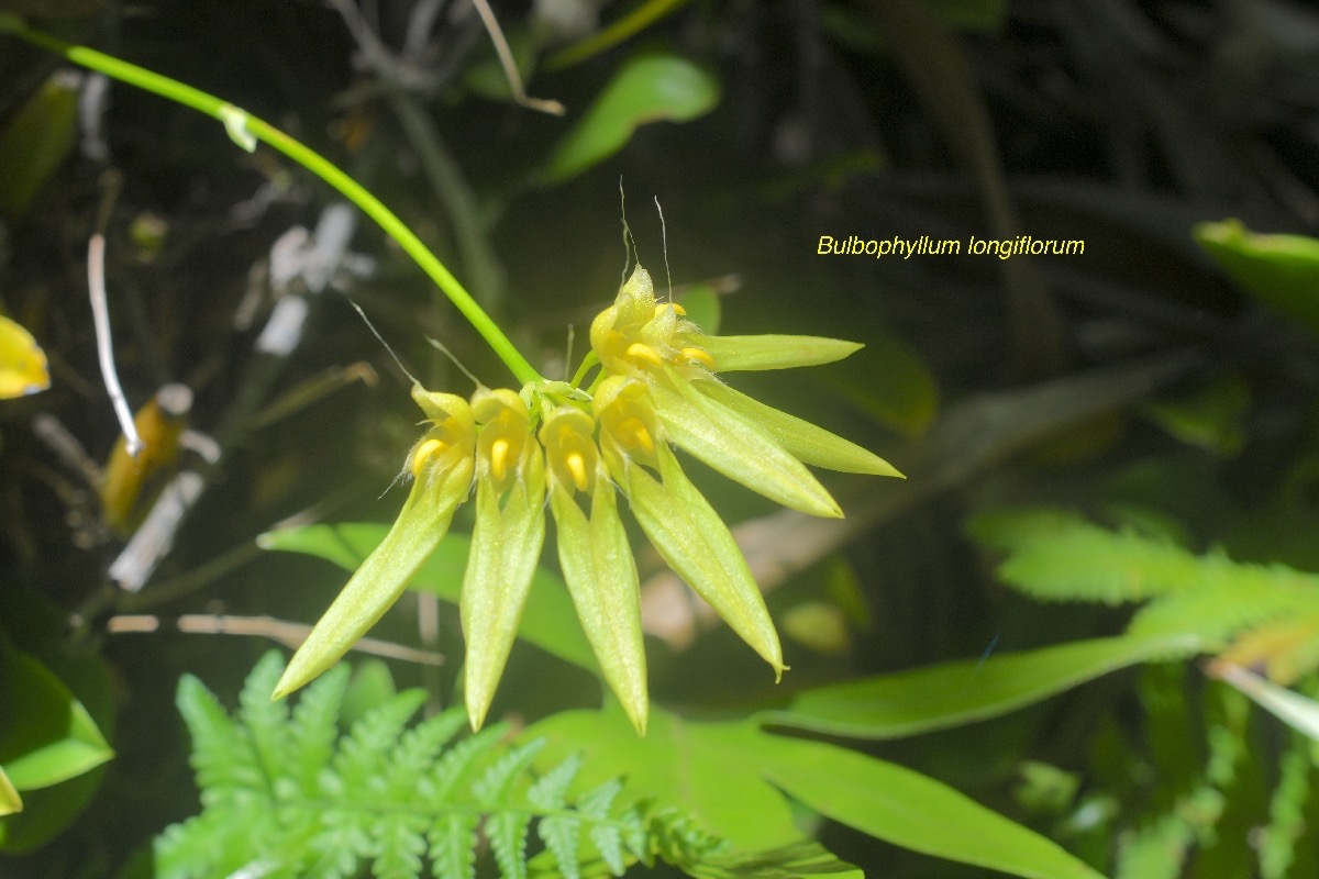 Bulbophyllum longiflorum Orchidaceae Indigène La Réunion 567.jpeg