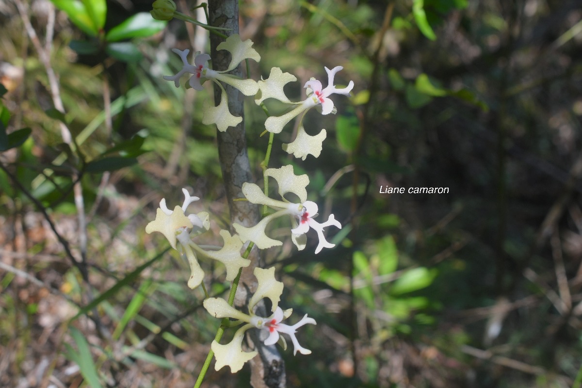 Cryptopus elatus Liane camaron Orchidacea e Endémique La Réunion, Maurice 624.jpeg