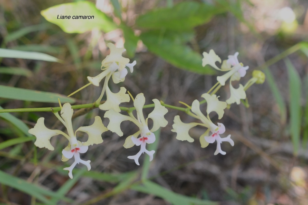 Cryptopus elatus Liane camaron Orchidacea e Endémique La Réunion, Maurice 626.jpeg