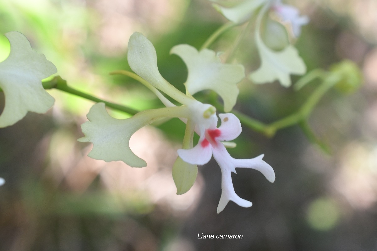 Cryptopus elatus Liane camaron Orchidacea e Endémique La Réunion, Maurice 629.jpeg