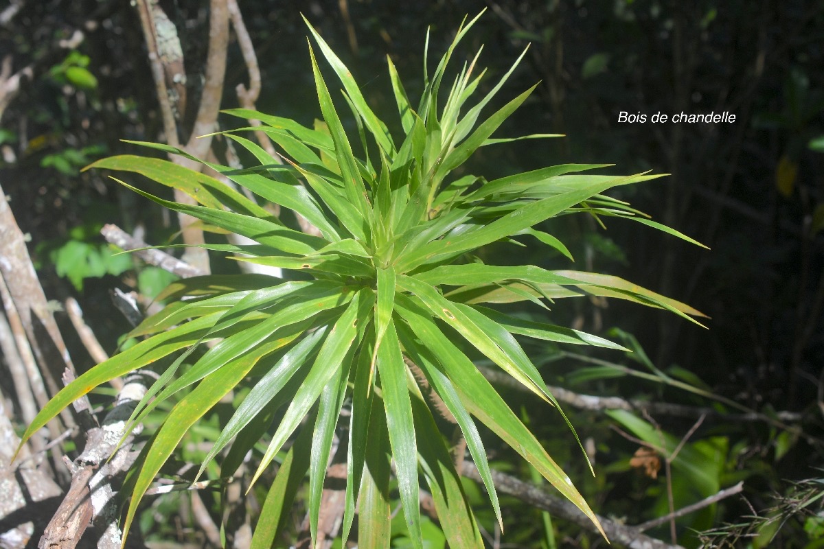 Dracaena reflexa Bois de chandelle Aspa ragaceae Indigène La Réunion 517.jpeg