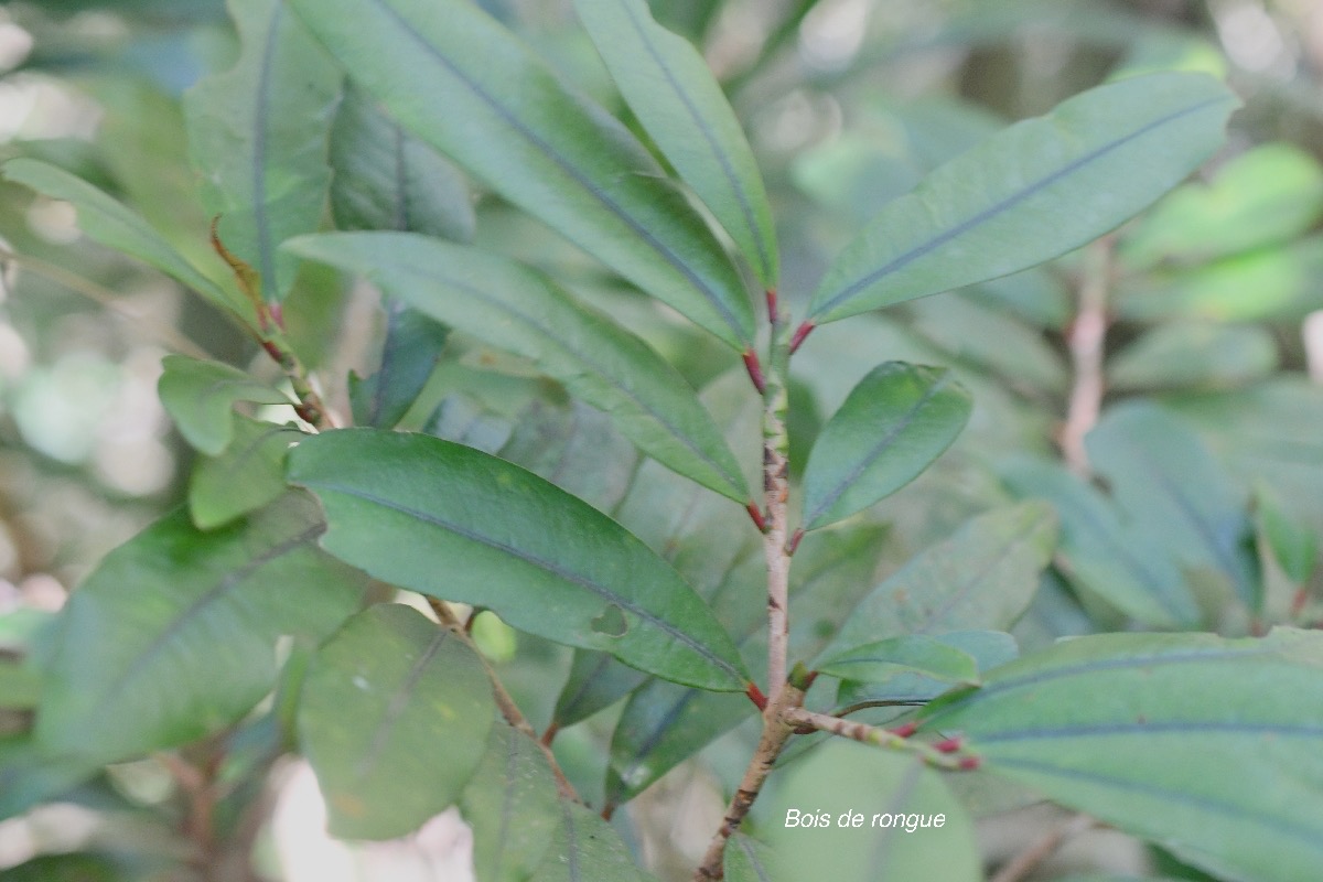 Erythroxylum laurifolium Bois de rongue Erythrox ylaceae Endémique La Réunion, Maurice 516.jpeg