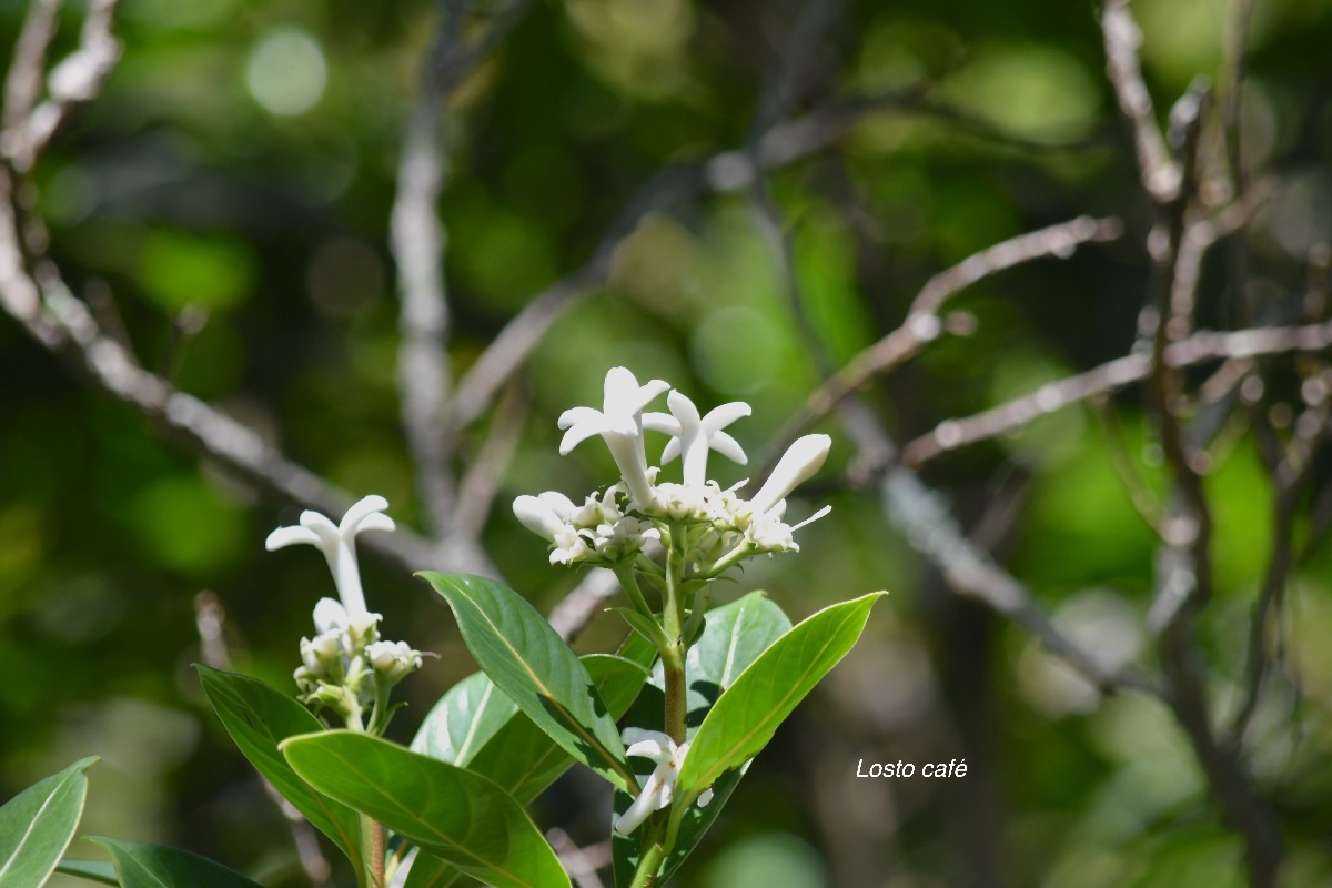 Gaertnera vaginata Losto café Rubiaceae Endémique La Réunion 541.jpeg