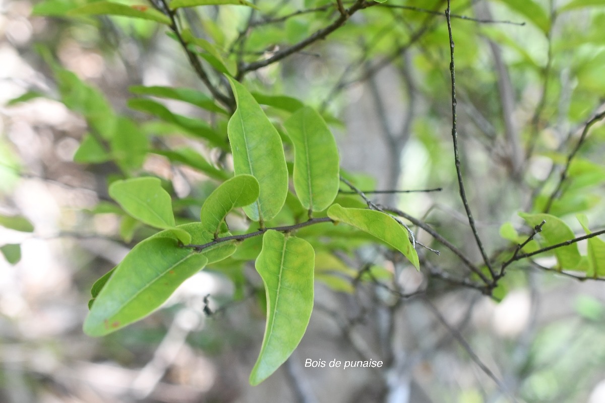 Grangeria borbonica Bois de punaise Chrysobalan aceae  Endémique La Réunion, Maurice 642.jpeg