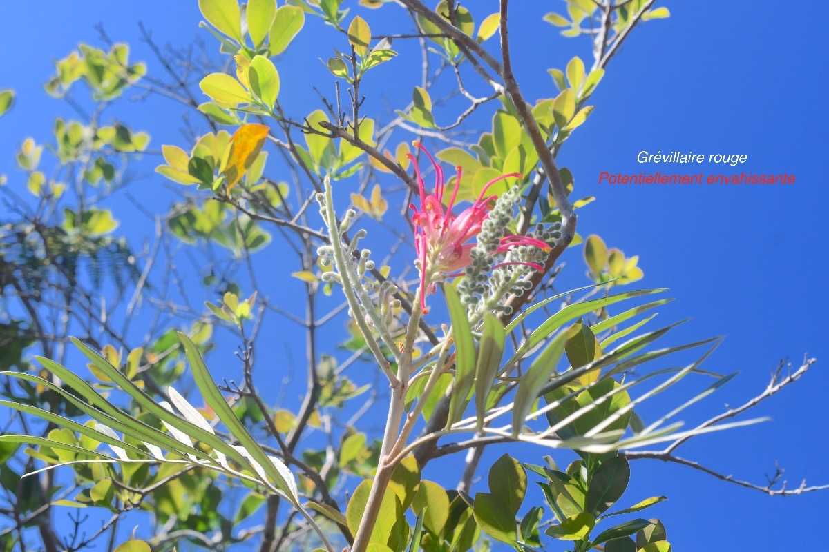 Grevillea banksii Gre?villaire rouge  Proteaceae Pot envahissante 501.jpeg