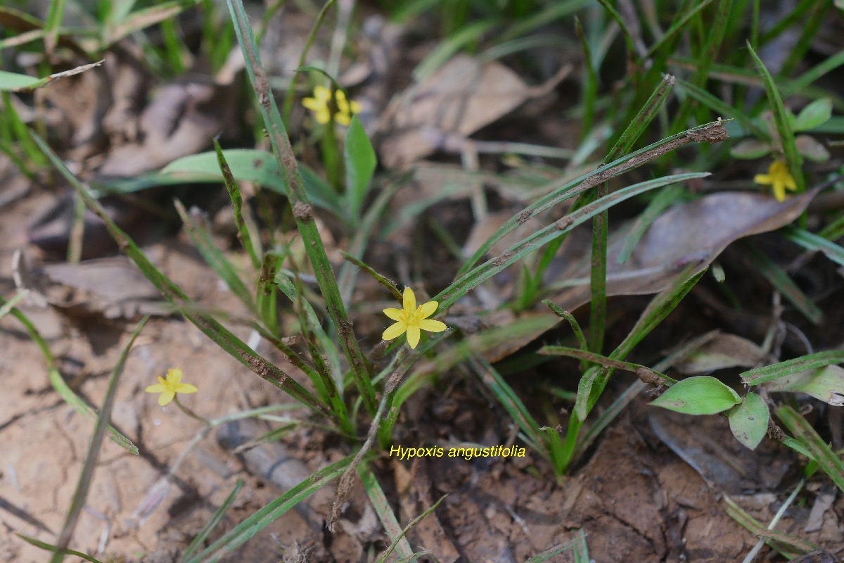 Hypoxis angustifolia Hypoxidacea e Indigène La Réunion 507.jpeg