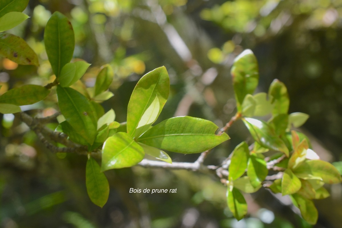 Myonima obovata Bois de prune rat Rubiacea e Endémique La Réunion, Maurice 573.jpeg