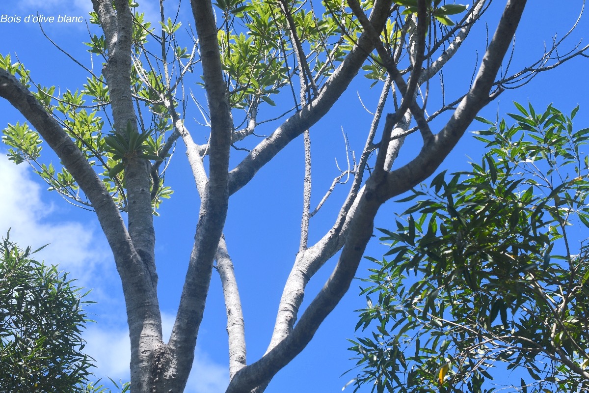 Olea lancea Bois d'olive blanc olea ceae Indigène La Réunion 526.jpeg