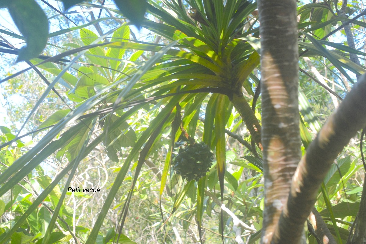 Pandanus sylvestris Petit vacoa Pandanaceae Endémique La Réunion 522.jpeg