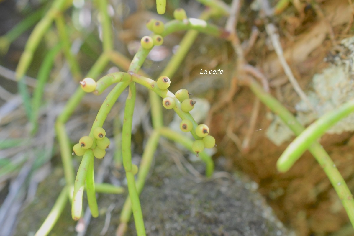 Rhipsalis baccifera La perle Cactaceae Indigène La Réunion 613.jpeg