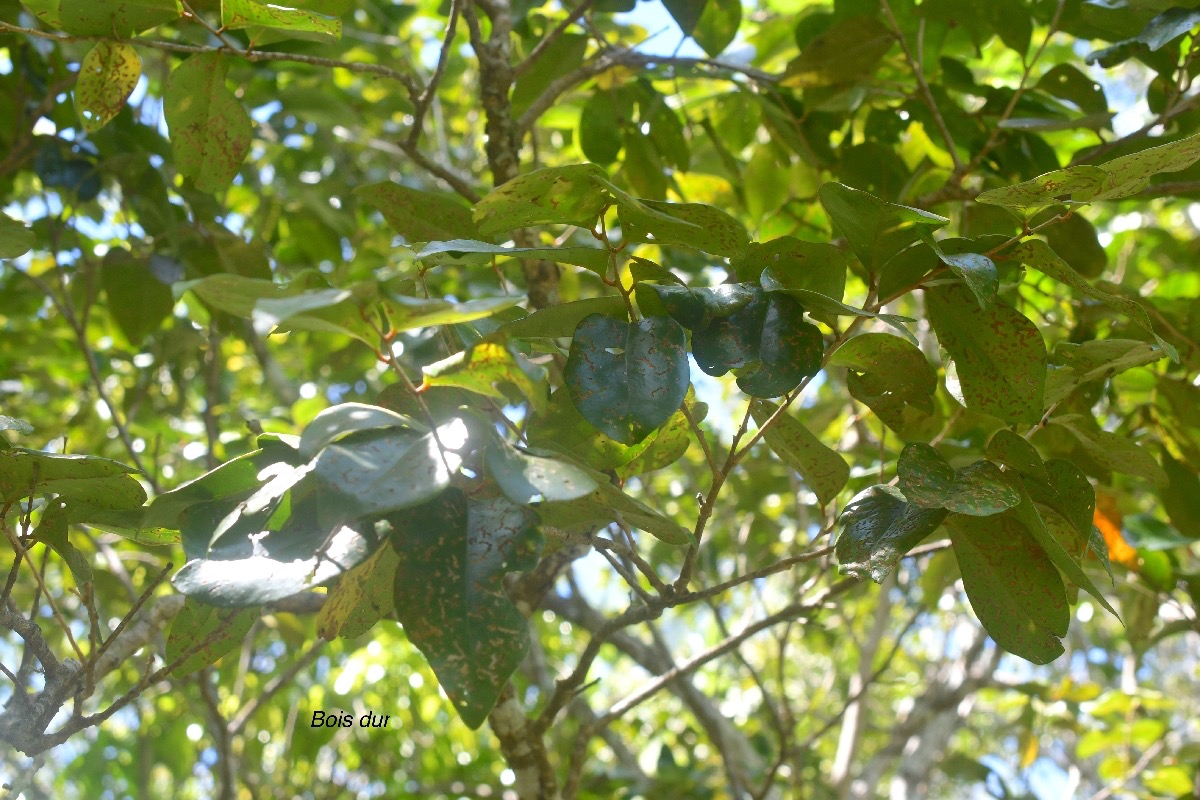 Securinega durissima Bois dur Phyllanthaceae Indigène La Réunion 615.jpeg