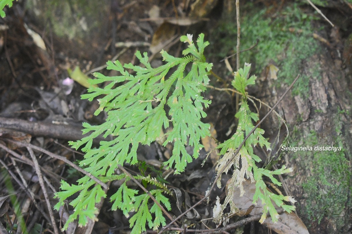 Selaginella distachya Selaginellaceae Endémique La Réunion, Maurice 504.jpeg