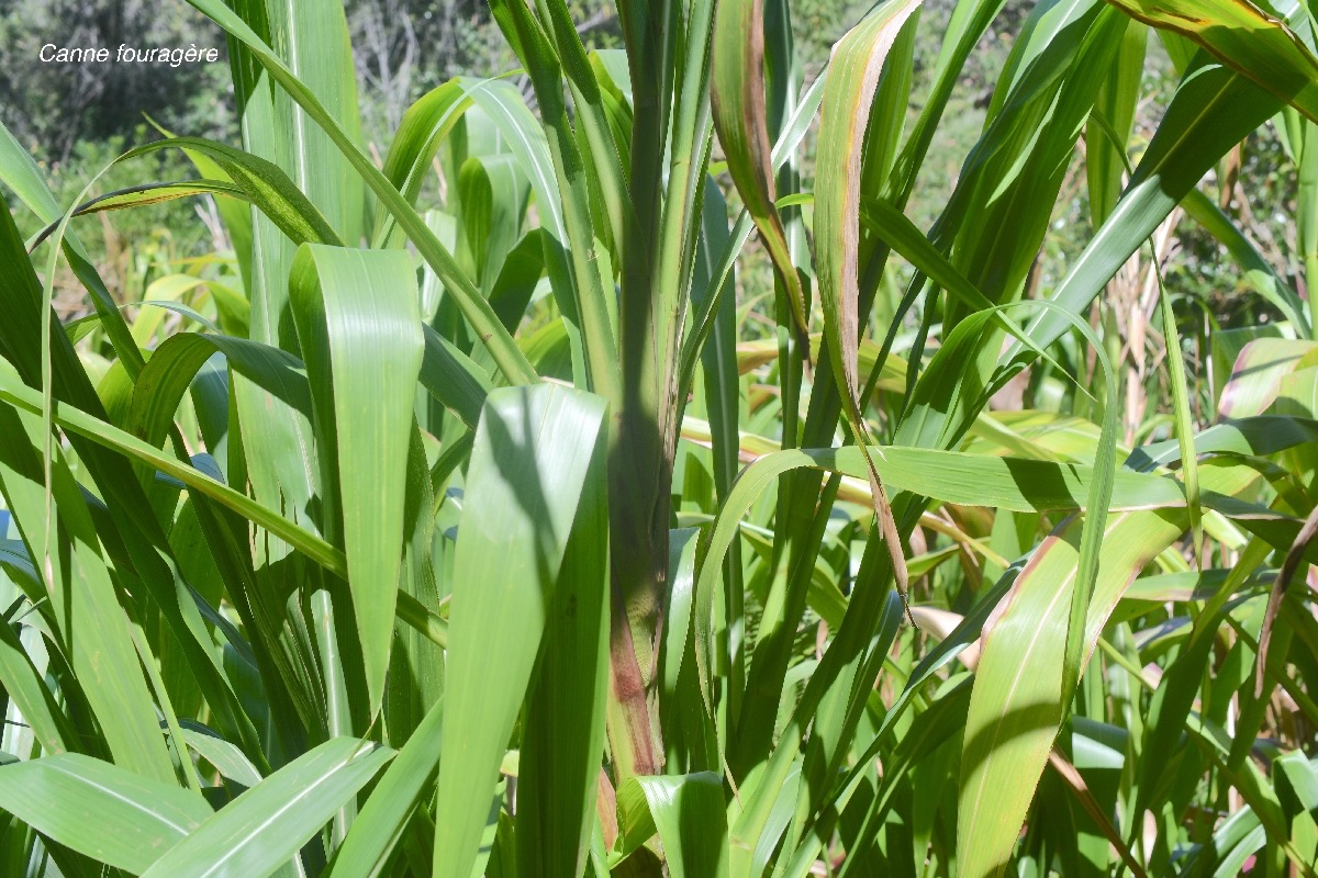 Tripsacum laxum Canne fouragère Poaceae 523.jpeg