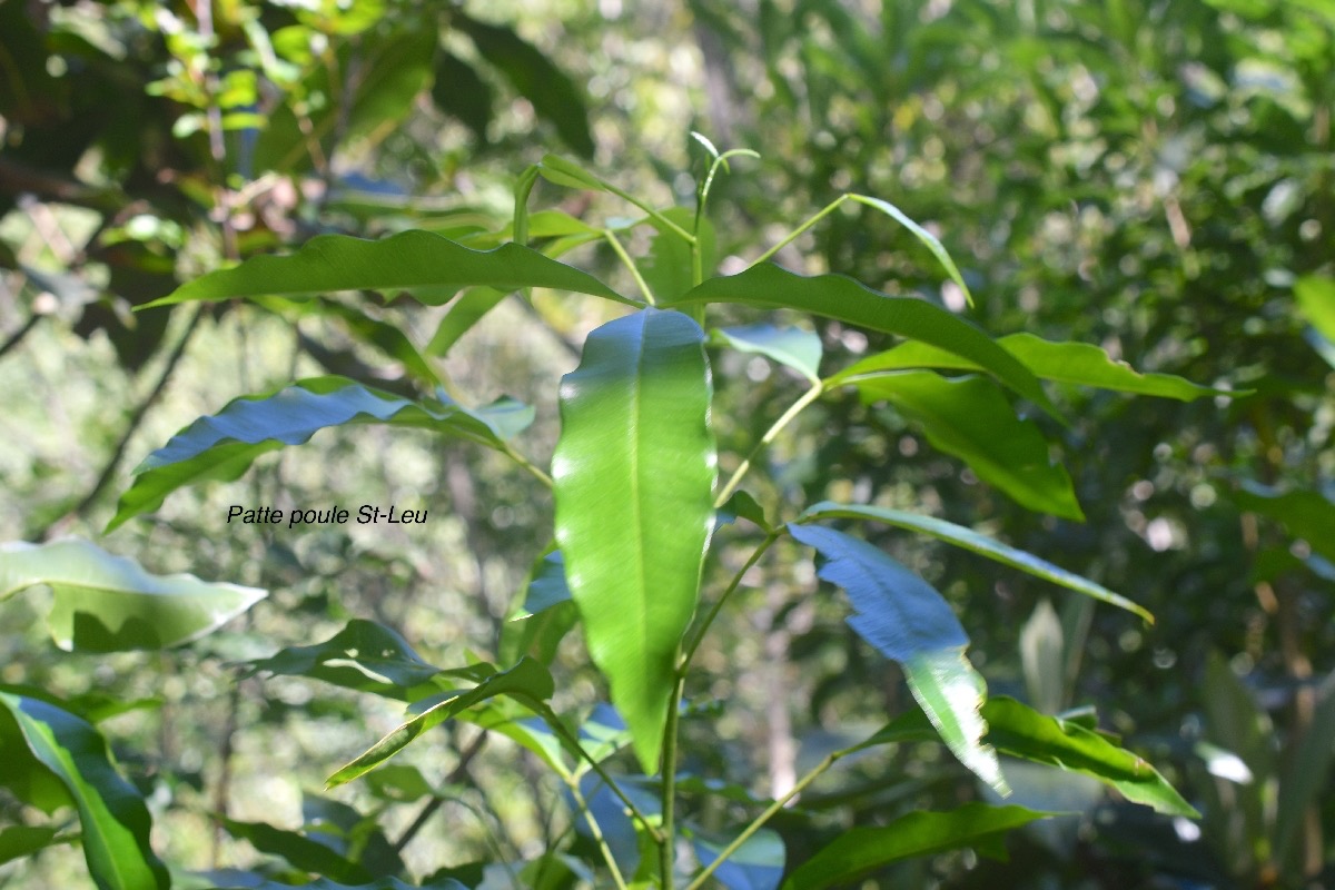 Vepris lanceolata Patte poule St-Leu Rutaceae Indigène La Réunion 519.jpeg