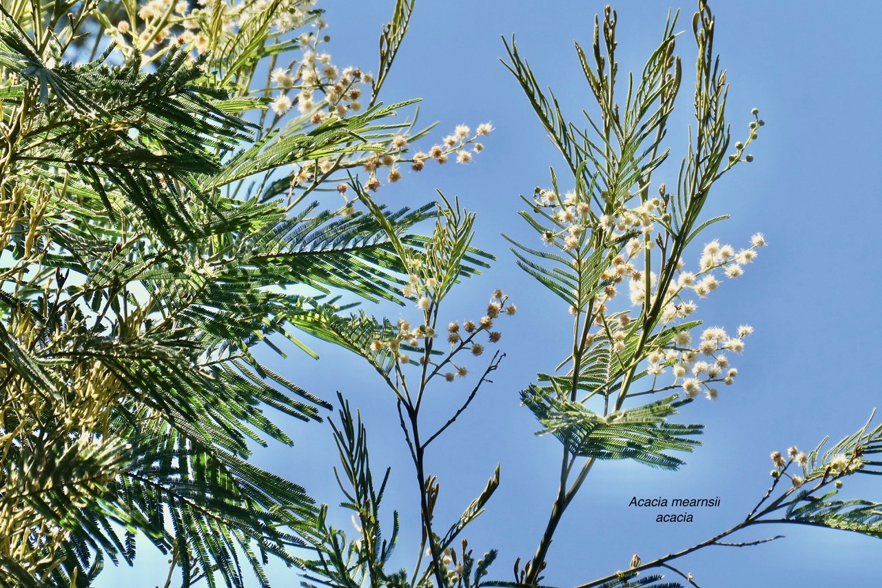 Acacia mearnsii.acacia.fabaceae.amphinaturalisé.très envahissant..jpeg