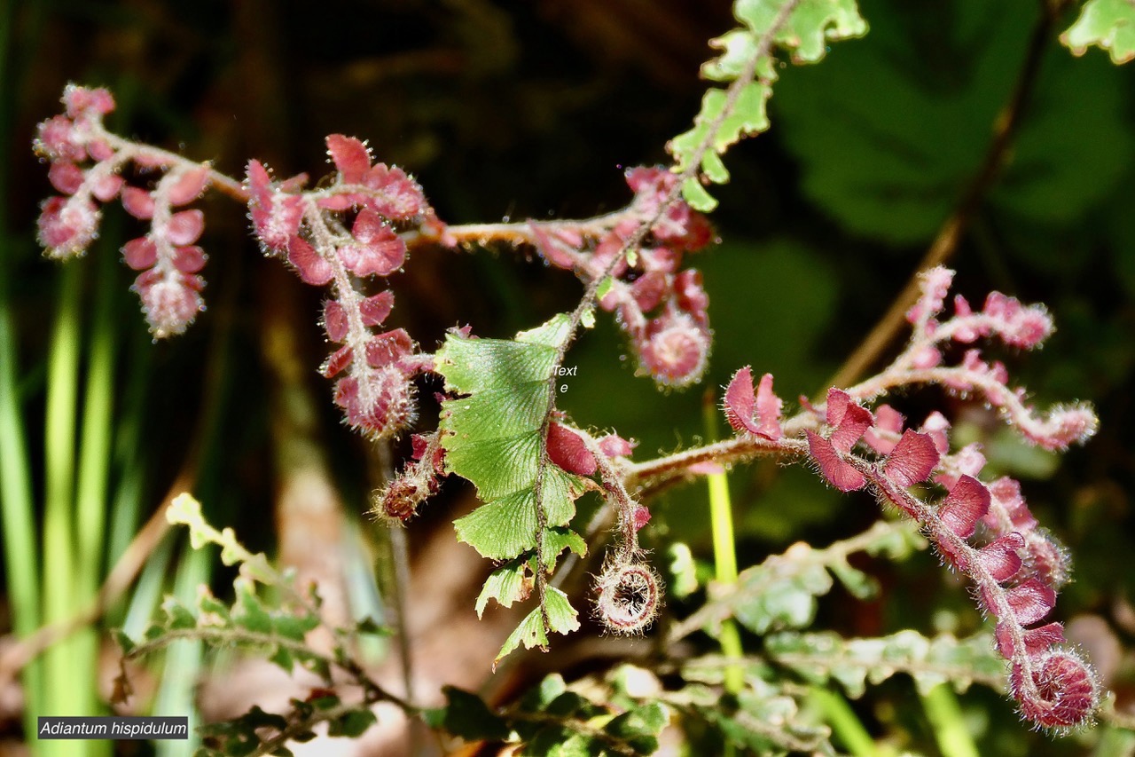 Adiantum hispidulum.pteridaceae.indigène Réunion..jpeg