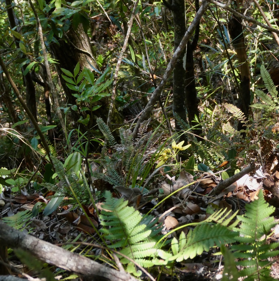 Bulbophyllum longiflorum in situ au milieu des fougères et autres espèces végétales.jpeg