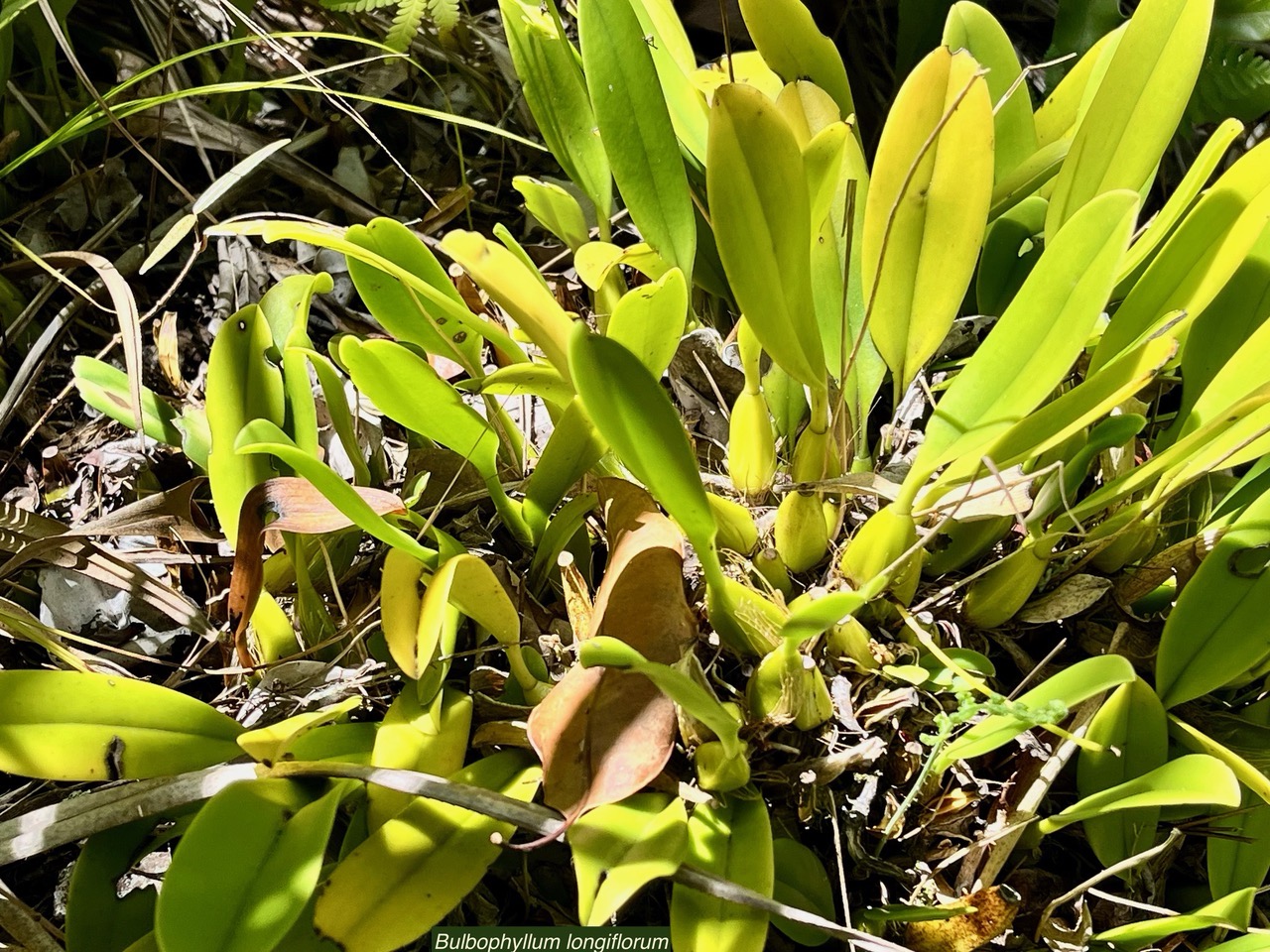 Bulbophyllum longiflorum.orchidaceae.indigène Réunion. (3).jpeg