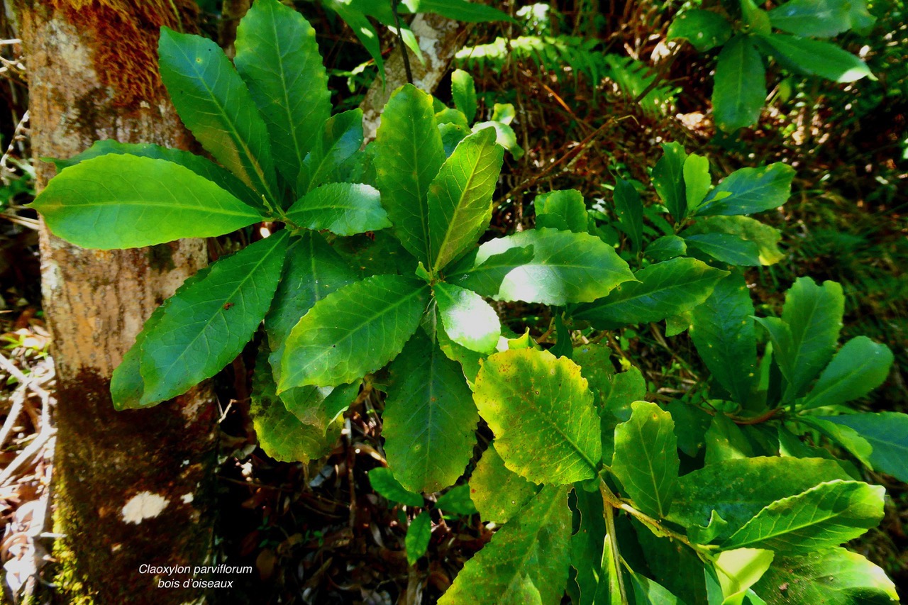 Claoxylon parviflorum -bois d’’oiseaux.euphorbiaceae.endémique Réunion Maurice Rodrigues..jpeg