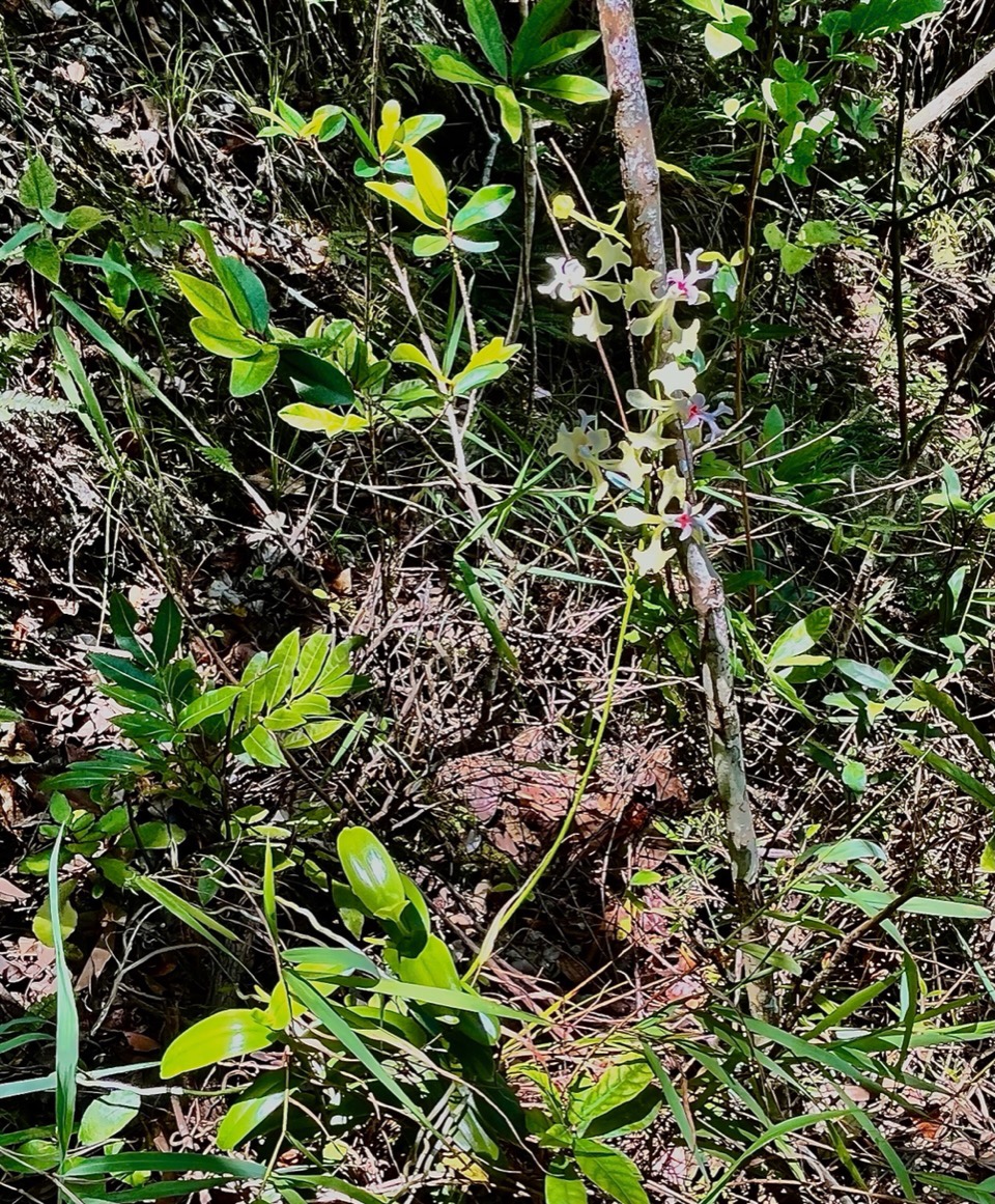 Cryptopus elatus .liane camaron.gros faham;orchidaceae.endémique Réunion Maurice (1).jpeg