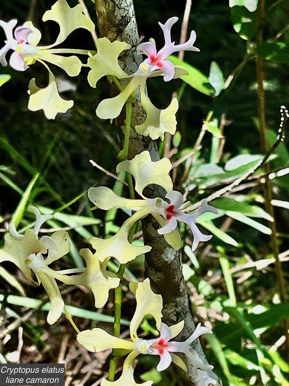 Cryptopus elatus .liane camaron.gros faham;orchidaceae.endémique Réunion Maurice (2).jpeg