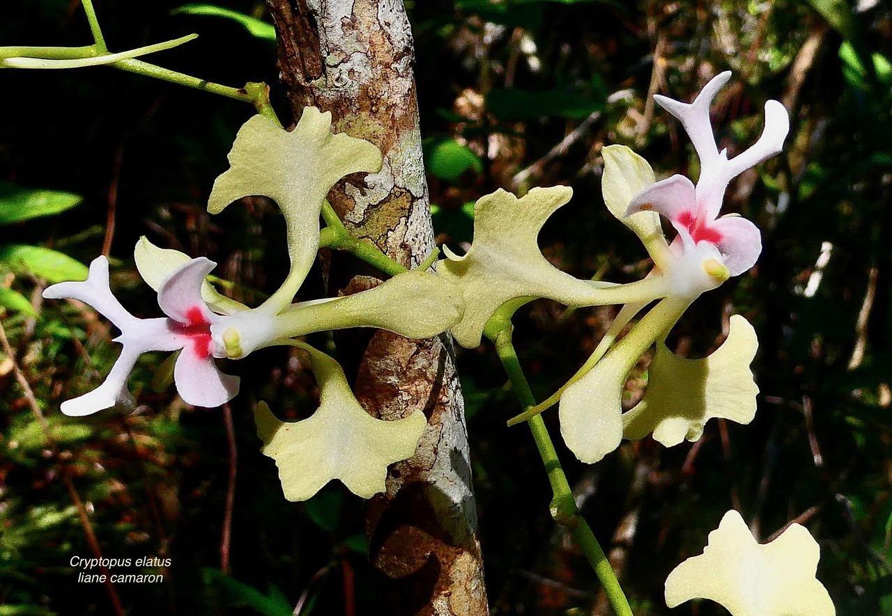 Cryptopus elatus .liane camaron.gros faham;orchidaceae.endémique Réunion Maurice (3).jpeg