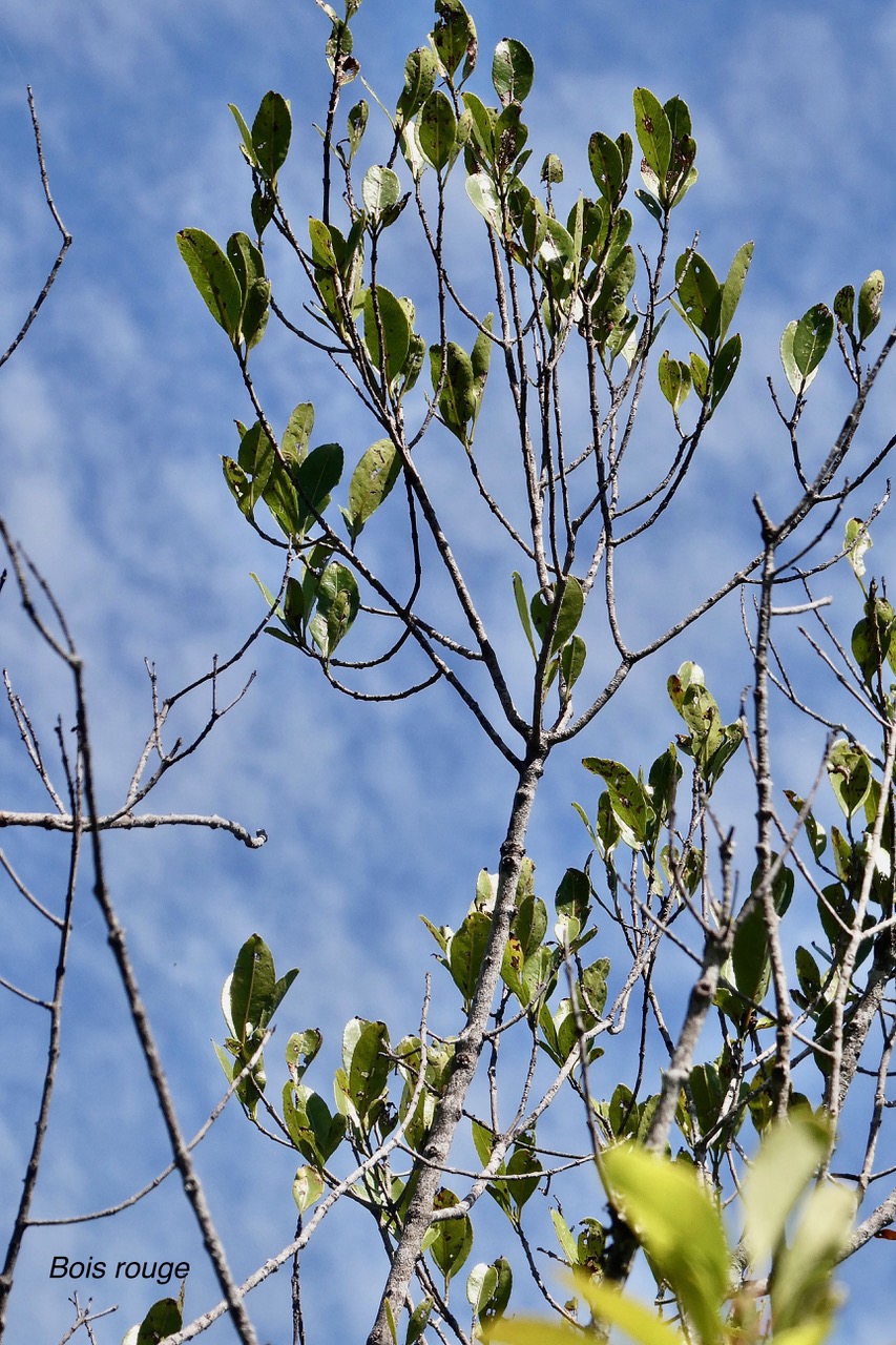 Elaeodendron orientale. ( Cassine orientalis ) bois rouge.celastraceae.endémique Réunion Maurice Rodrigues..jpeg