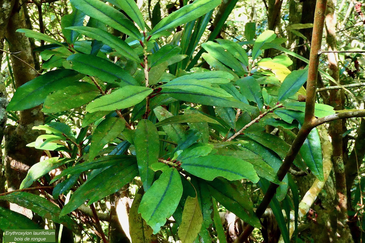 Erythroxylum laurifolium.bois de rongue .erythroxylaceae.endémique Réunion Maurice..jpeg