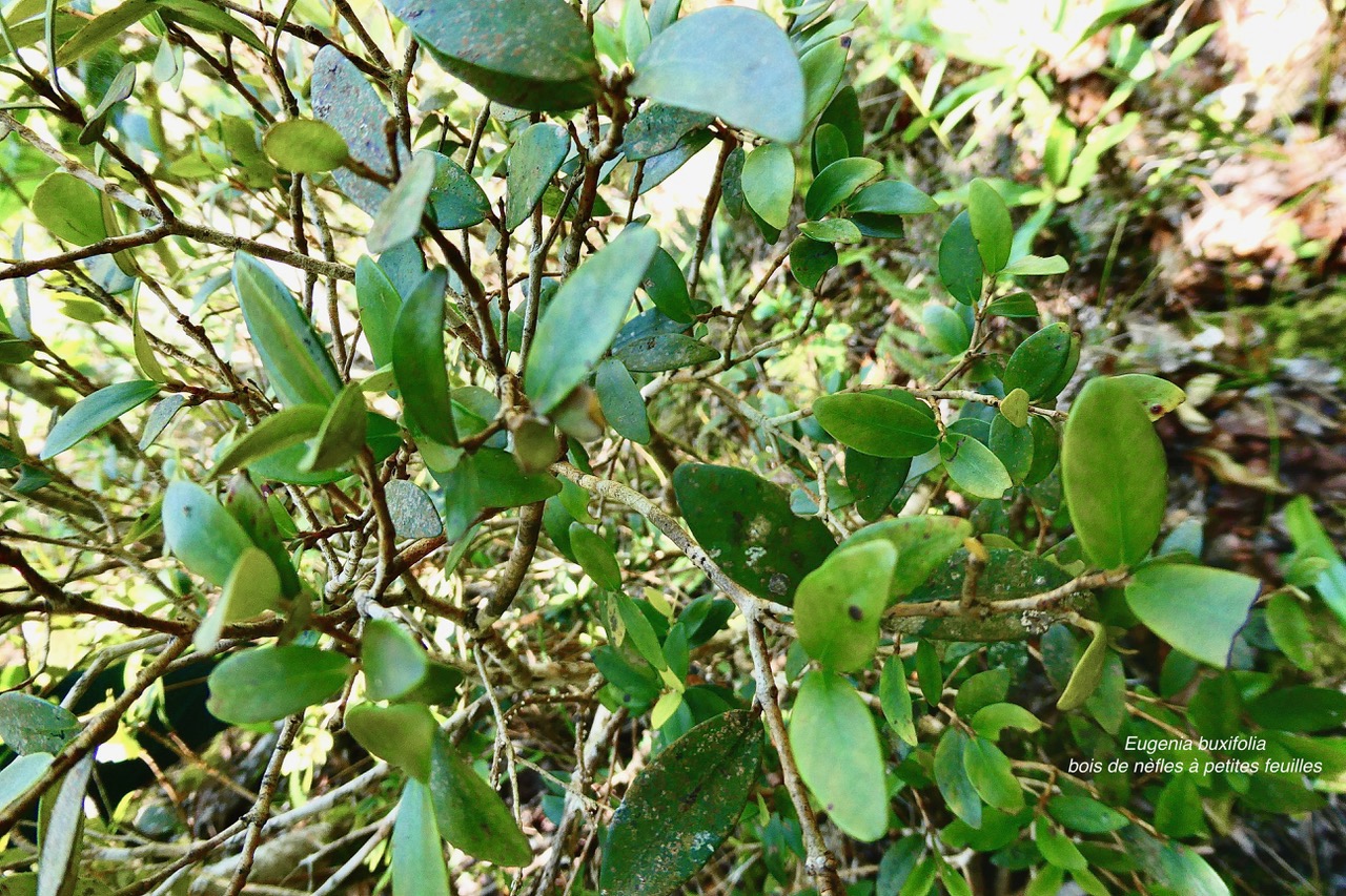 Eugenia buxifolia .bois de nèfles à petites feuilles.myrtaceae. endémique Réunion..jpeg