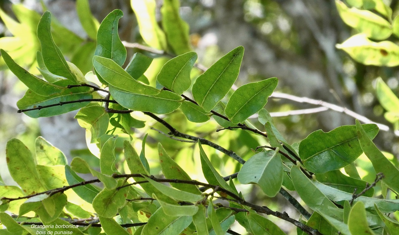 Grangeria borbonica.bois de punaise.chrysobalanaceae.endémique Réunion Maurice ., (2).jpeg