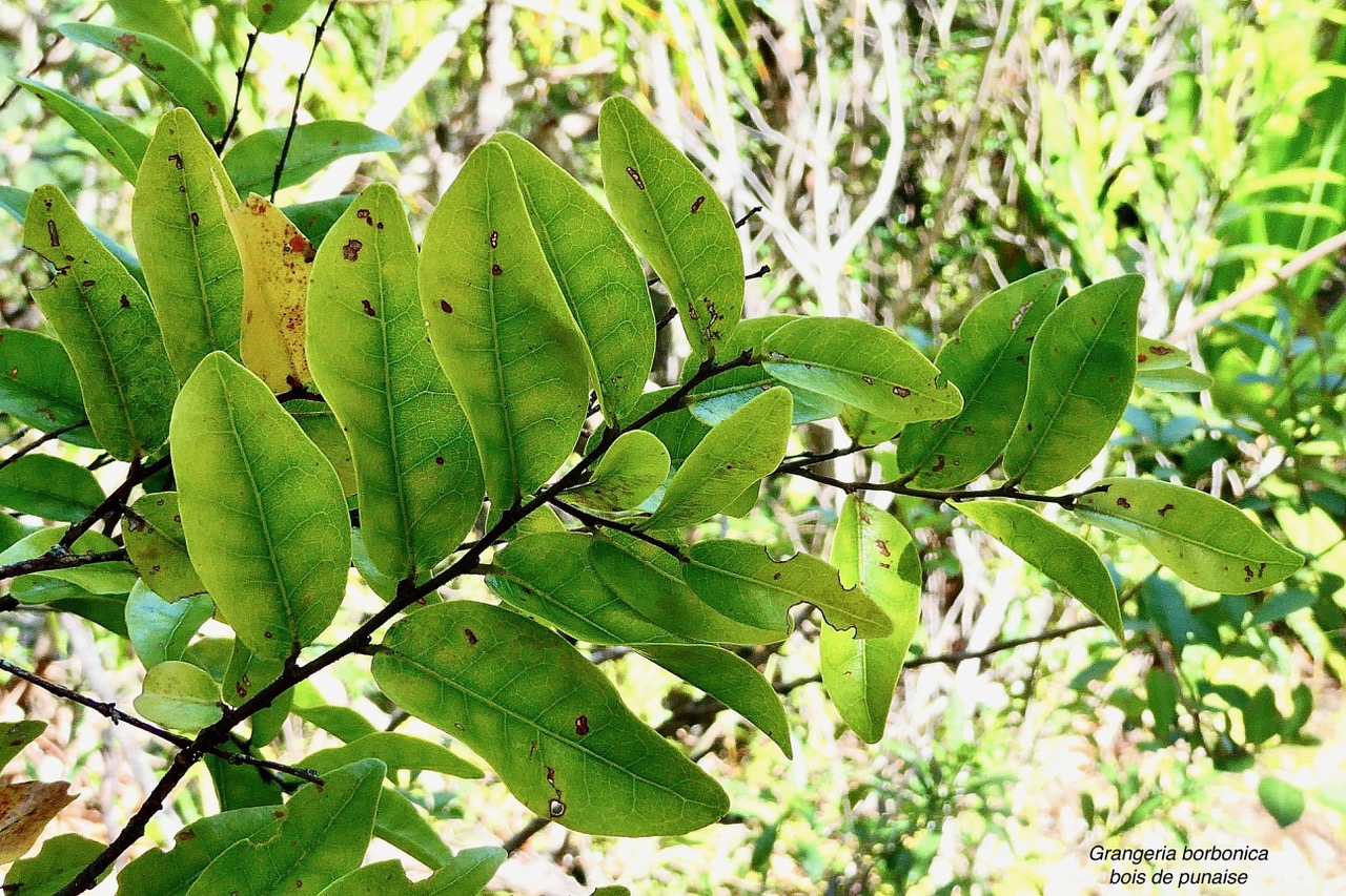 Grangeria borbonica.bois de punaise.chrysobalanaceae.endémique Réunion Maurice ., (3).jpeg