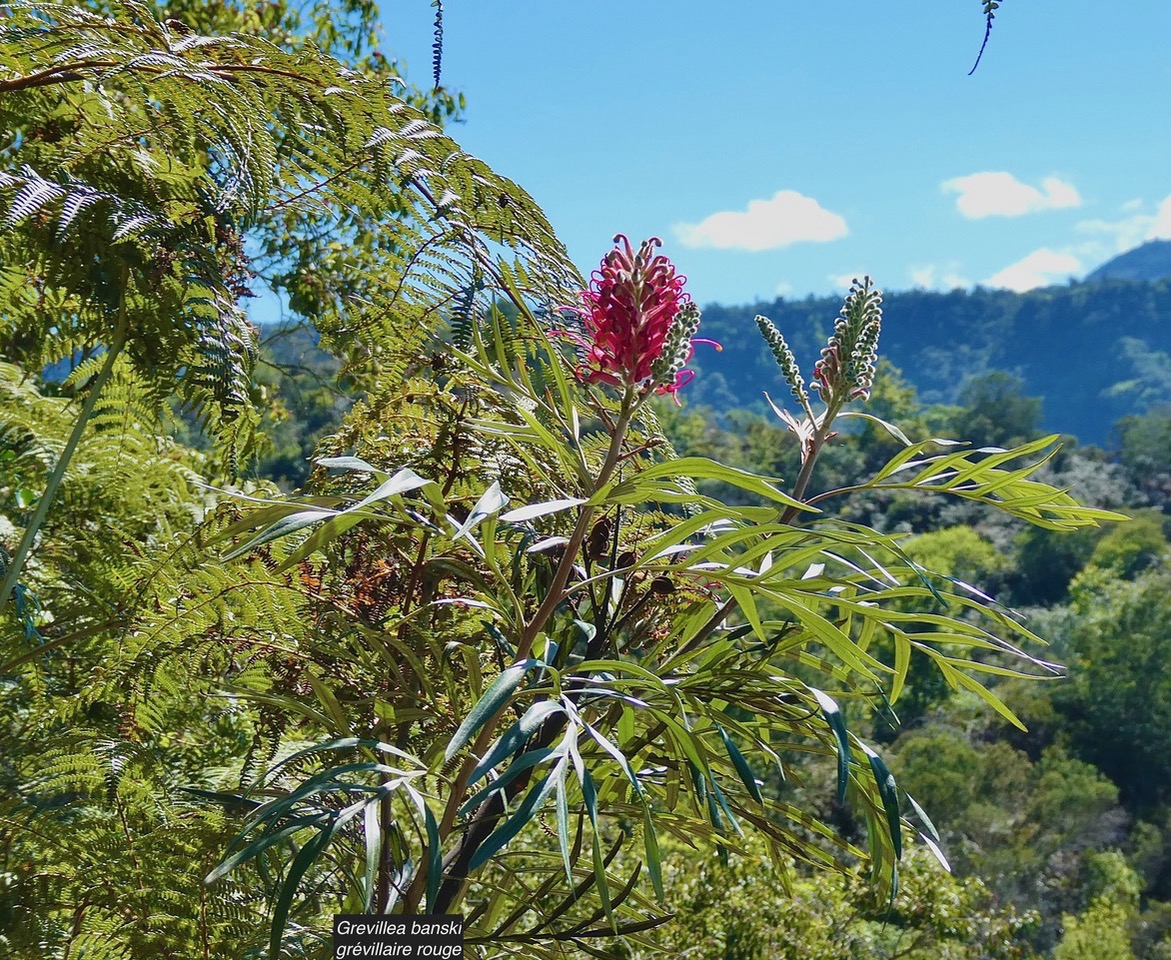 Grevillea banksii.grévillaire rouge ( au centre ) .proteaceae.potentiellement envahissante..jpeg