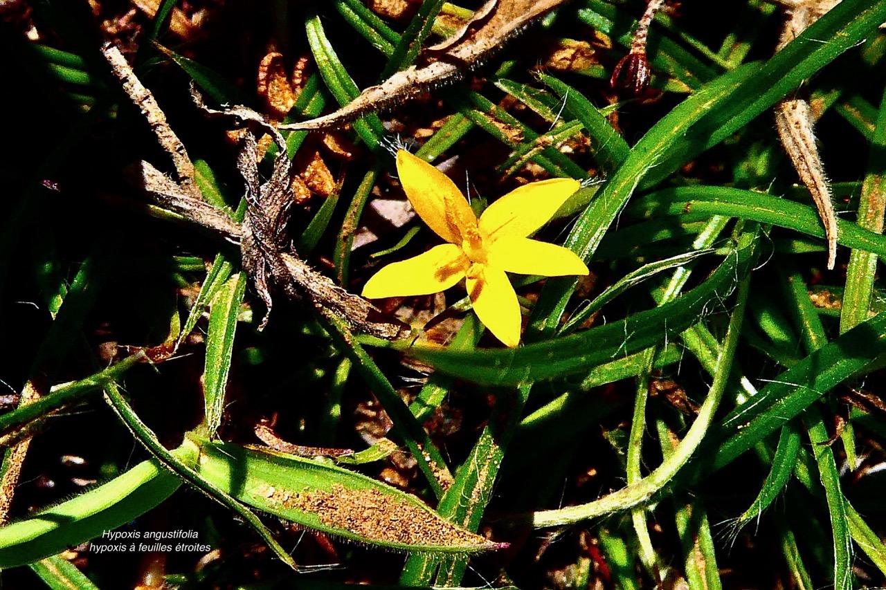 Hypoxis angustifolia .hypoxis à feuilles étroites.hypoxidaceae.indigène Réunion..jpeg