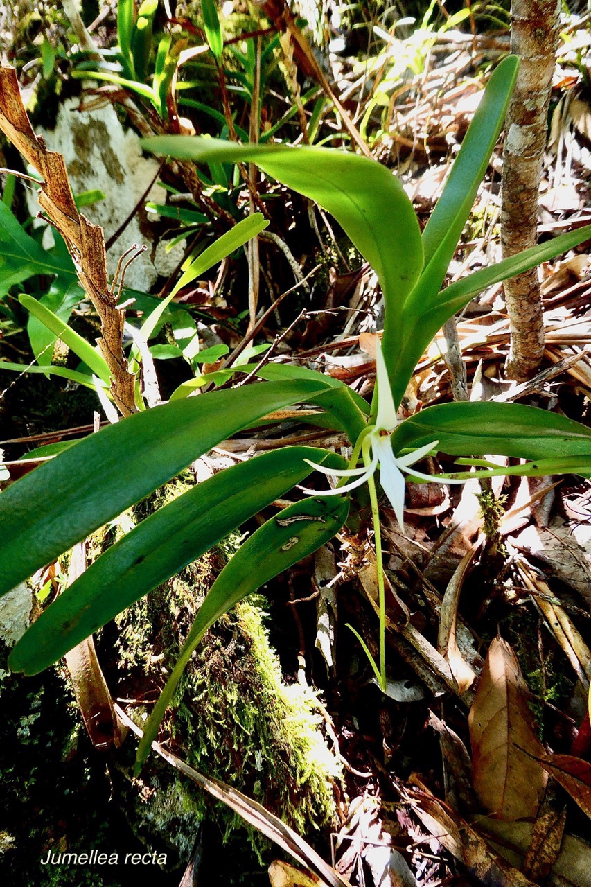 Jumellea recta. orchidaceae.endémique Réunion Maurice Rodrigues. (1).jpeg