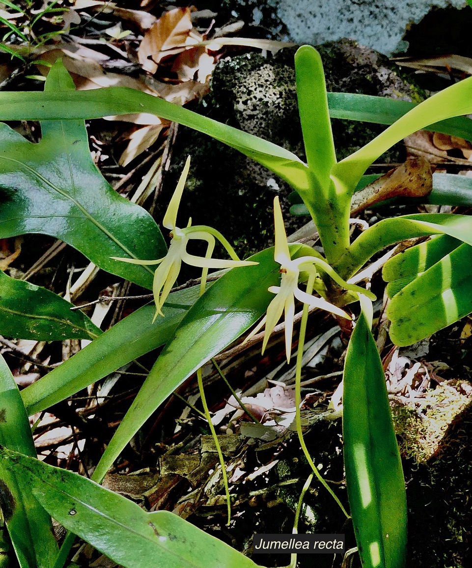 Jumellea recta. orchidaceae.endémique Réunion Maurice Rodrigues. (2).jpeg