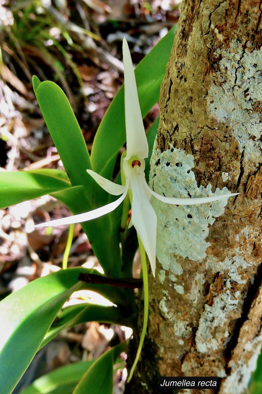 Jumellea recta. orchidaceae.endémique Réunion Maurice Rodrigues..jpeg